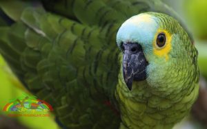 Satılık Yavru Mavi Alınlı Amazon Papağanı