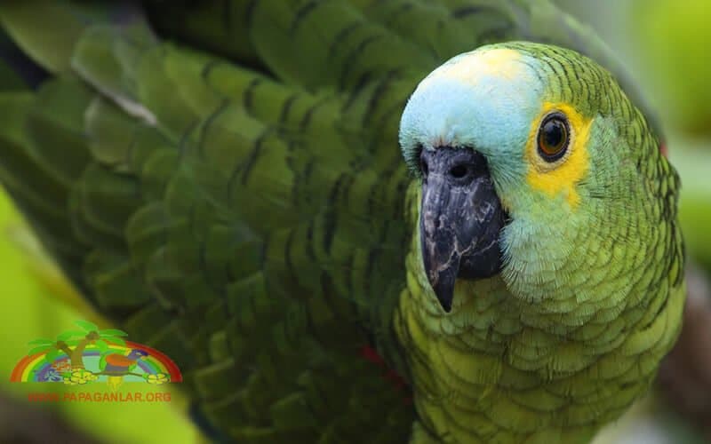 Baby Blue Foreheaded Amazon Papagei zu verkaufen