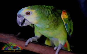 Mavi Alınlı Amazon Papağanı Fiyatları