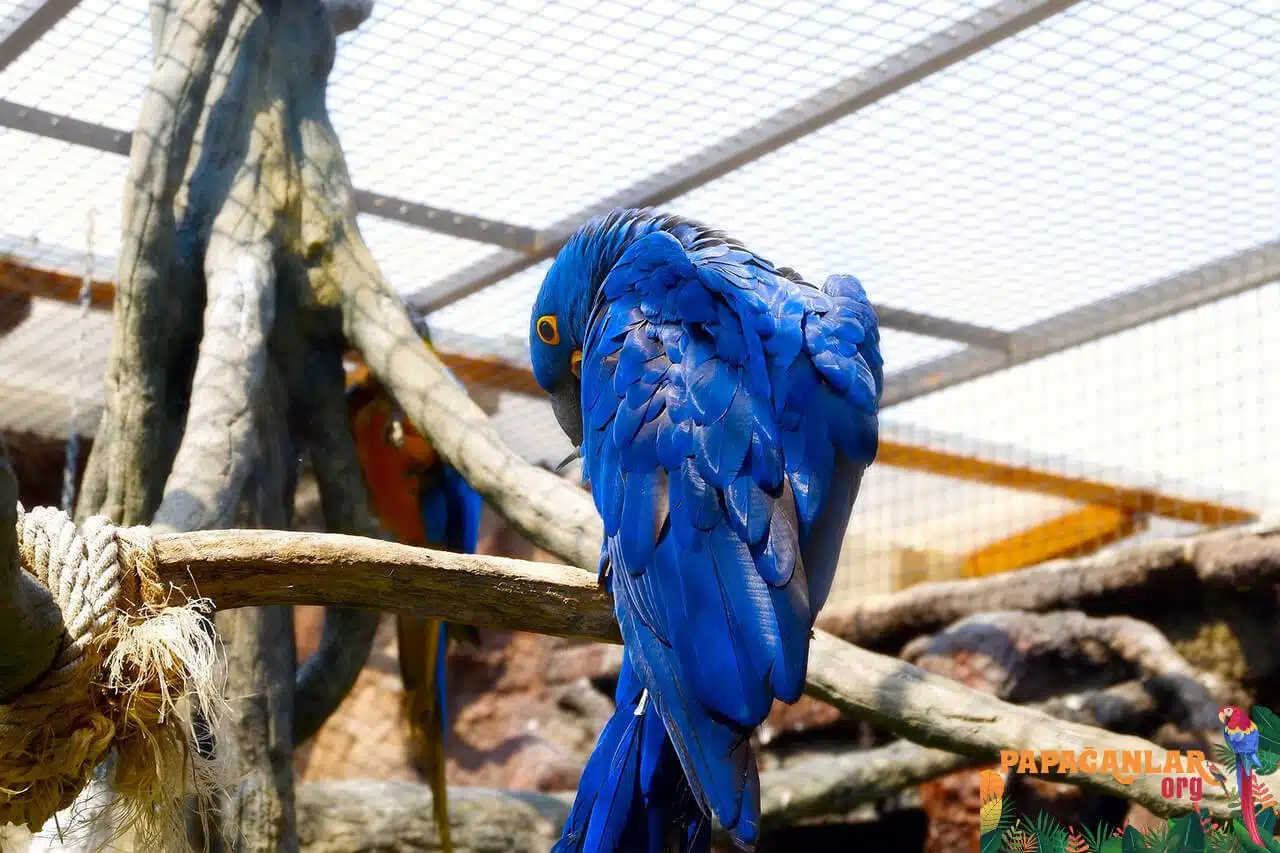 mavi macaw fiyatları