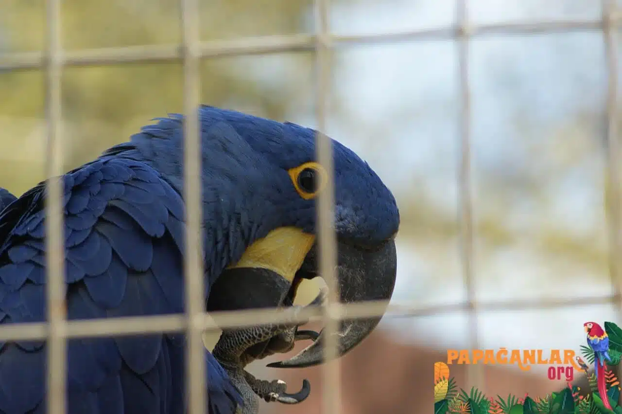 mavi macaw papağanı