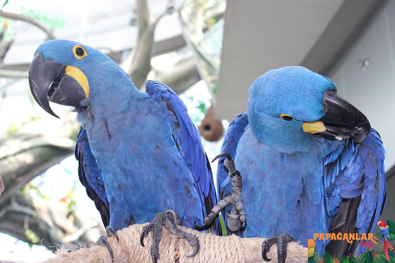 blue macaw 