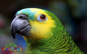 Mavi Alınlı Amazon Papağanı (Amozona Aestiva)