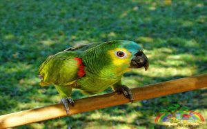 Mavi Alınlı Amazon Papağanı Özellikleri