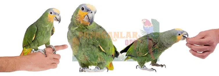 Mealy Amazon Papagei Preise
