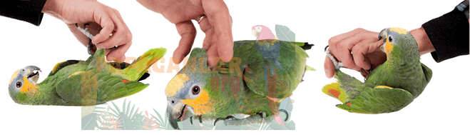 mealy amazon parrot price