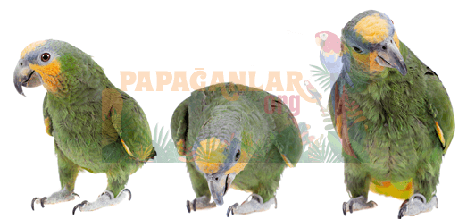 Mealy amazon parrot