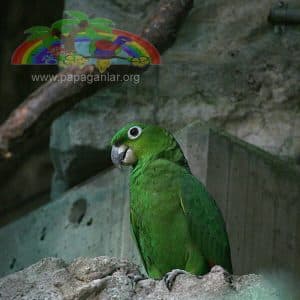 Mealy Amazon Papağanı
