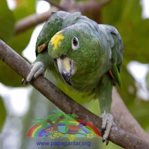 Mealy Amazon Papağanı Özellikleri