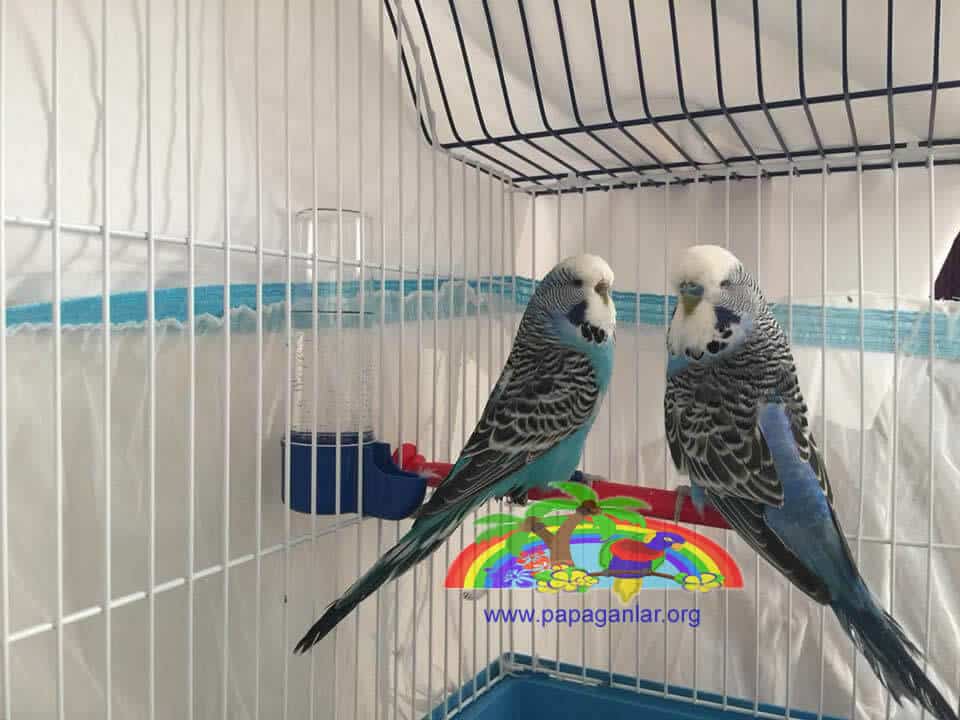 Budgie Cage