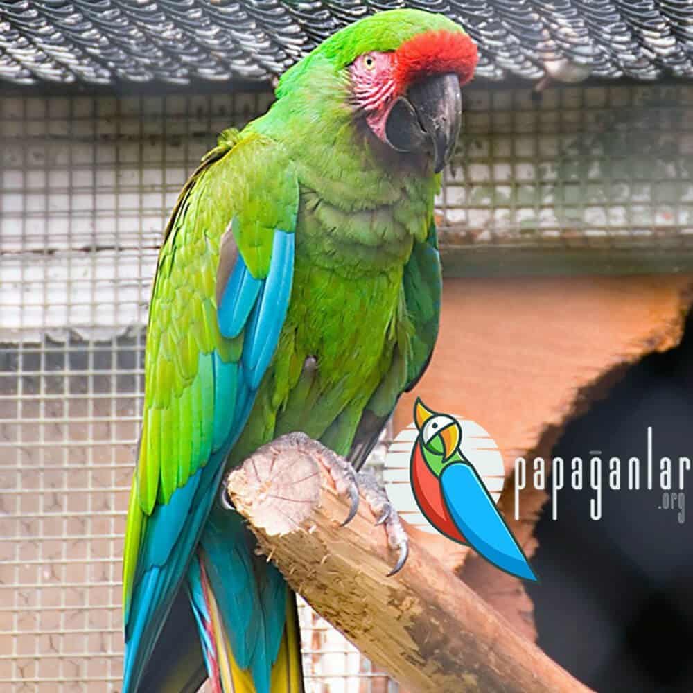 parrot macaw