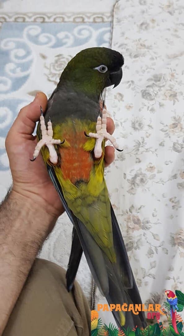 Characteristics of the Patagonian Hermit Parrot