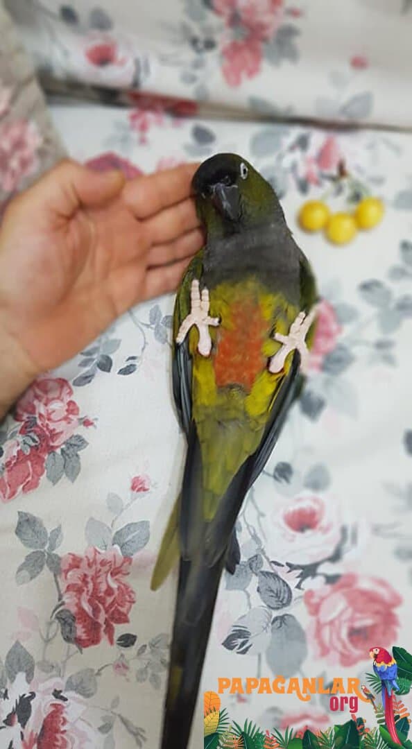 Felsensittich Papagei