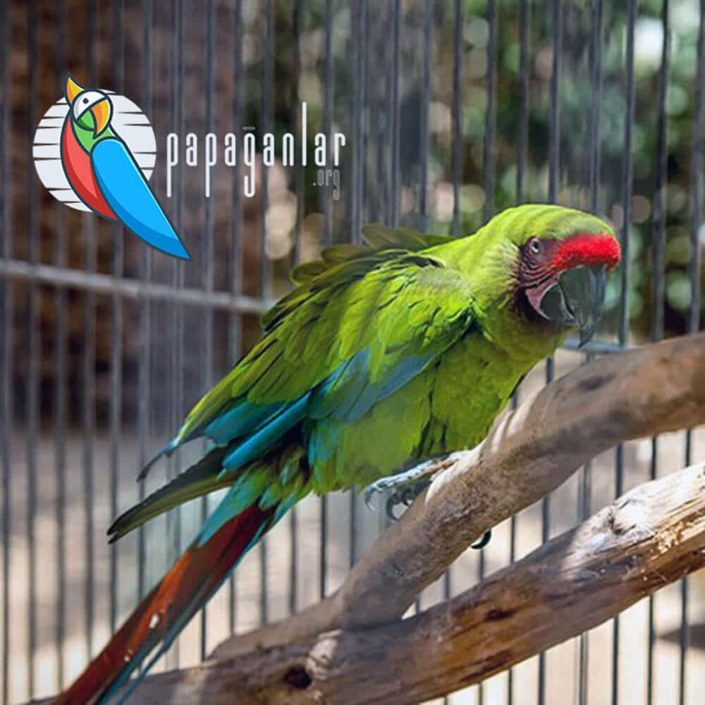 red green macaw