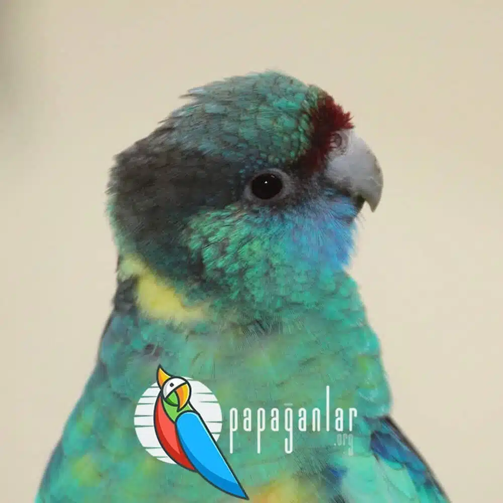 rosella papağan