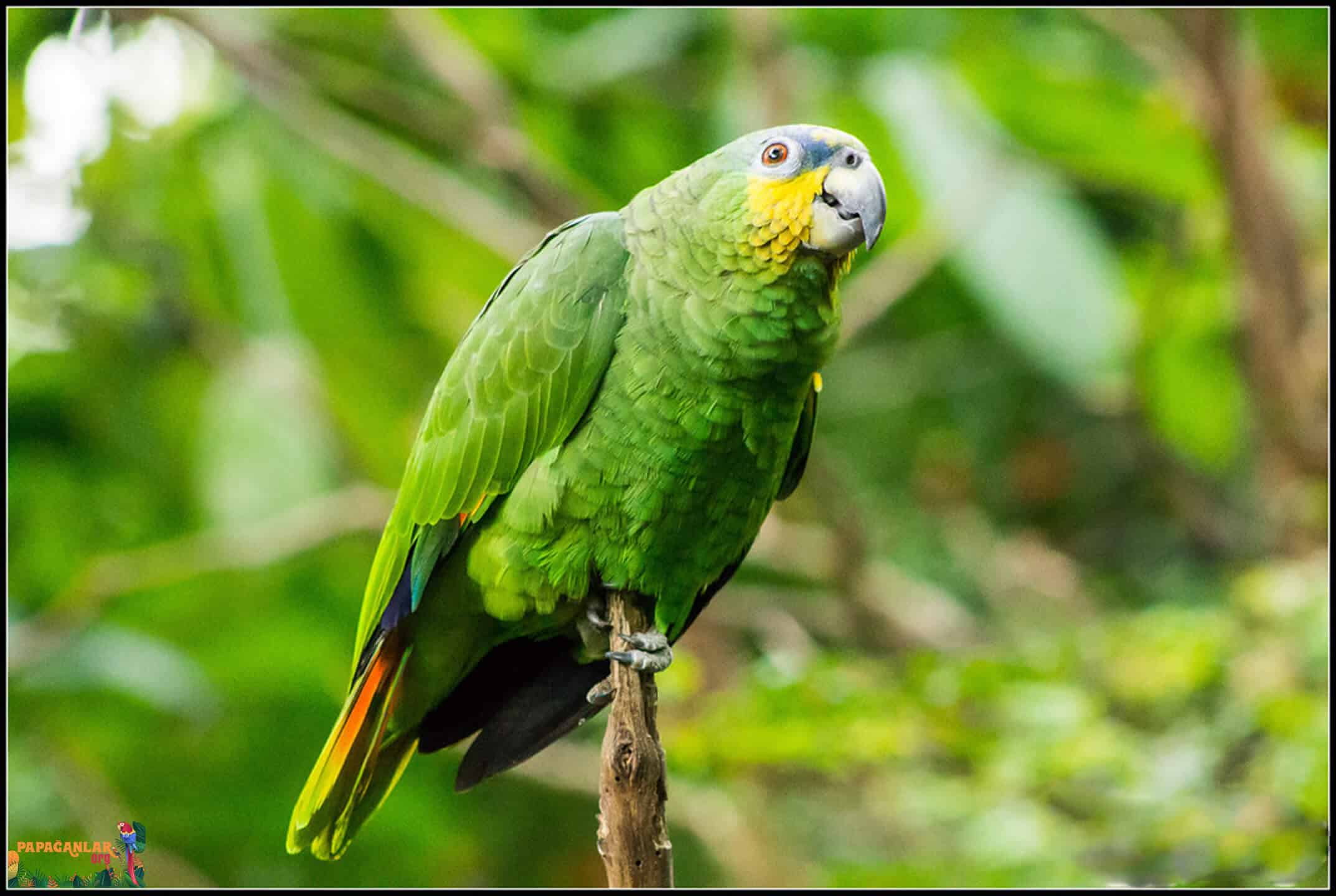 yellow forehead amazon parrot prices