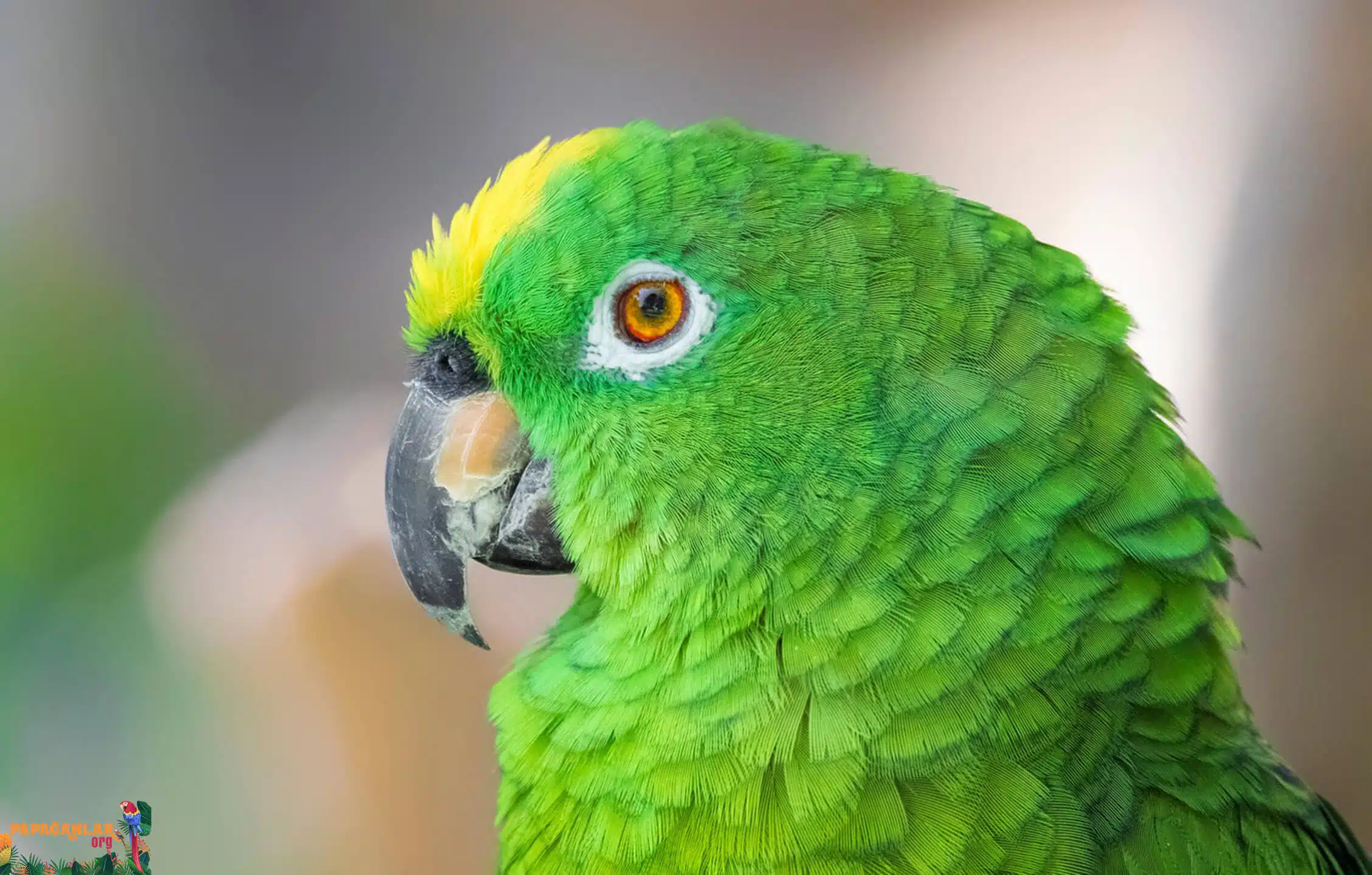 yellow forehead amazon parrot speech