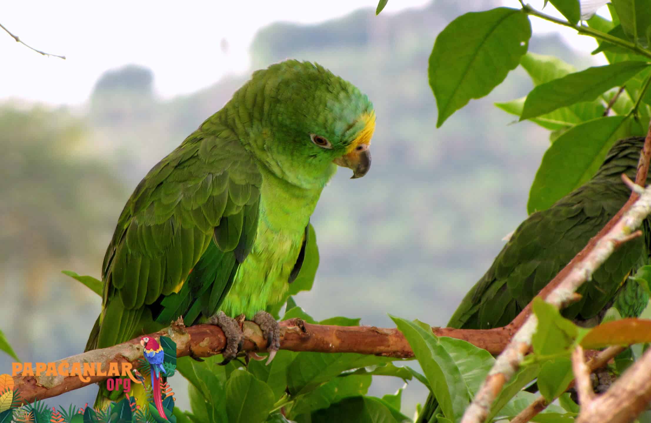 yellow forehead amazon parrot features