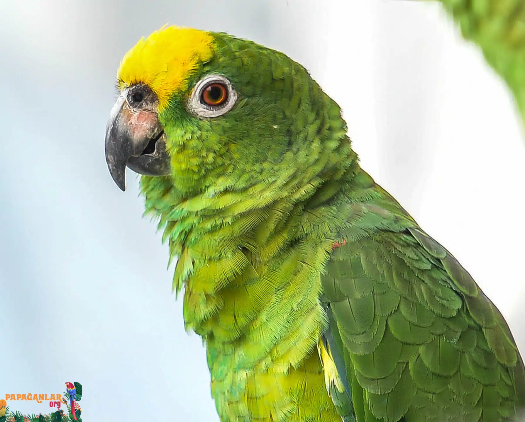 yellow forehead amazon parrot for sale