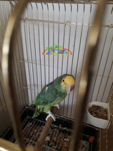 Sarı Başlı Amazon Papağanı Özellikleri