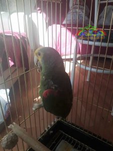 Sarı Başlı Amazon Papağanı