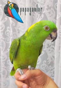 Sarı Enseli Amazon Papağanı