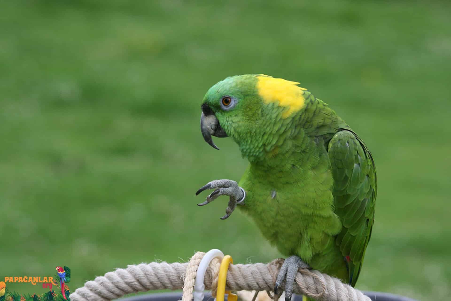 sarı enseli amazon papağanı fiyatları