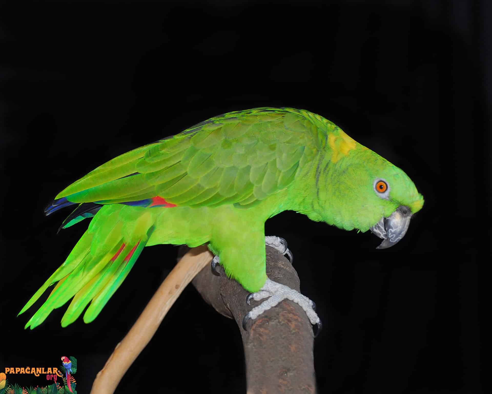 sarı enseli amazon papağanı özellikleri