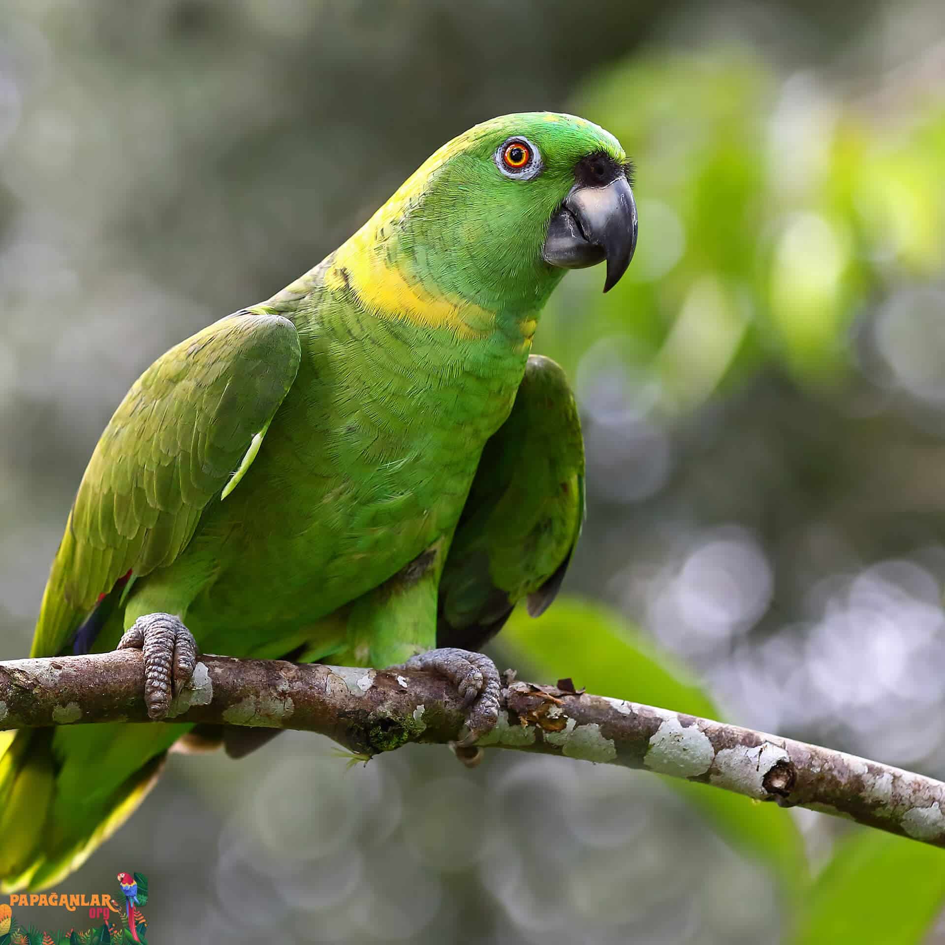 yellow-necked amazon parrot for sale