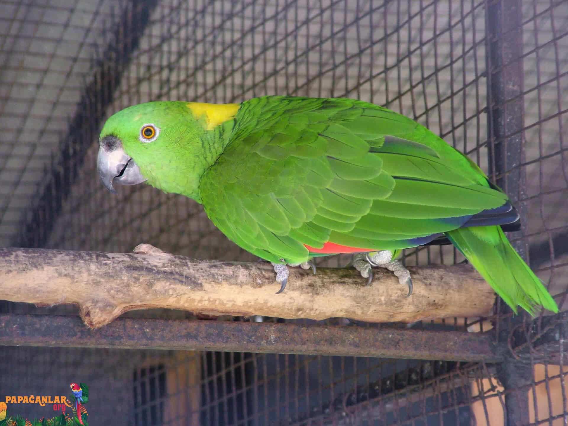 yellow-necked amazon parrot