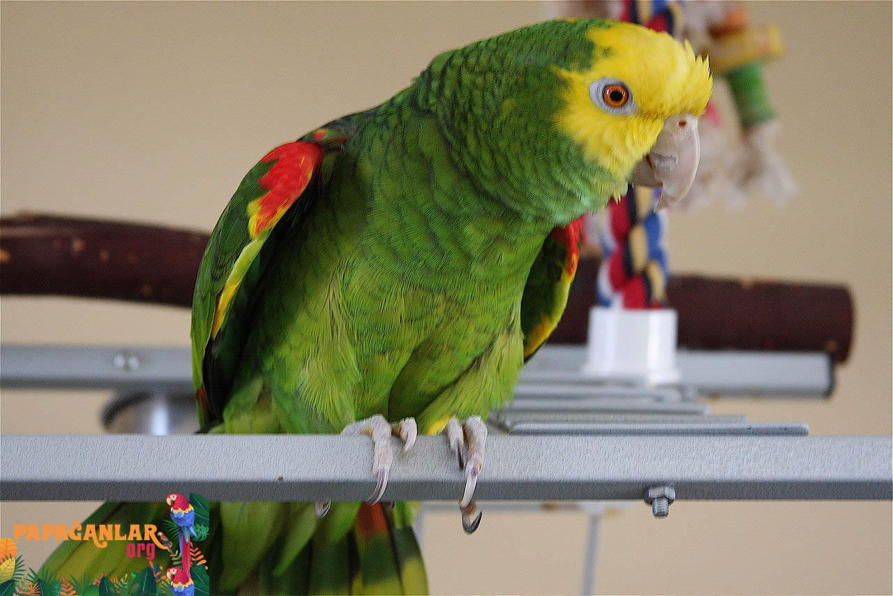 Yellow Head Amazon Parrot