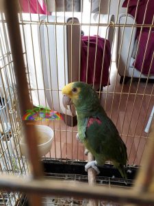 Sarı Kafalı Amazon Papağanı