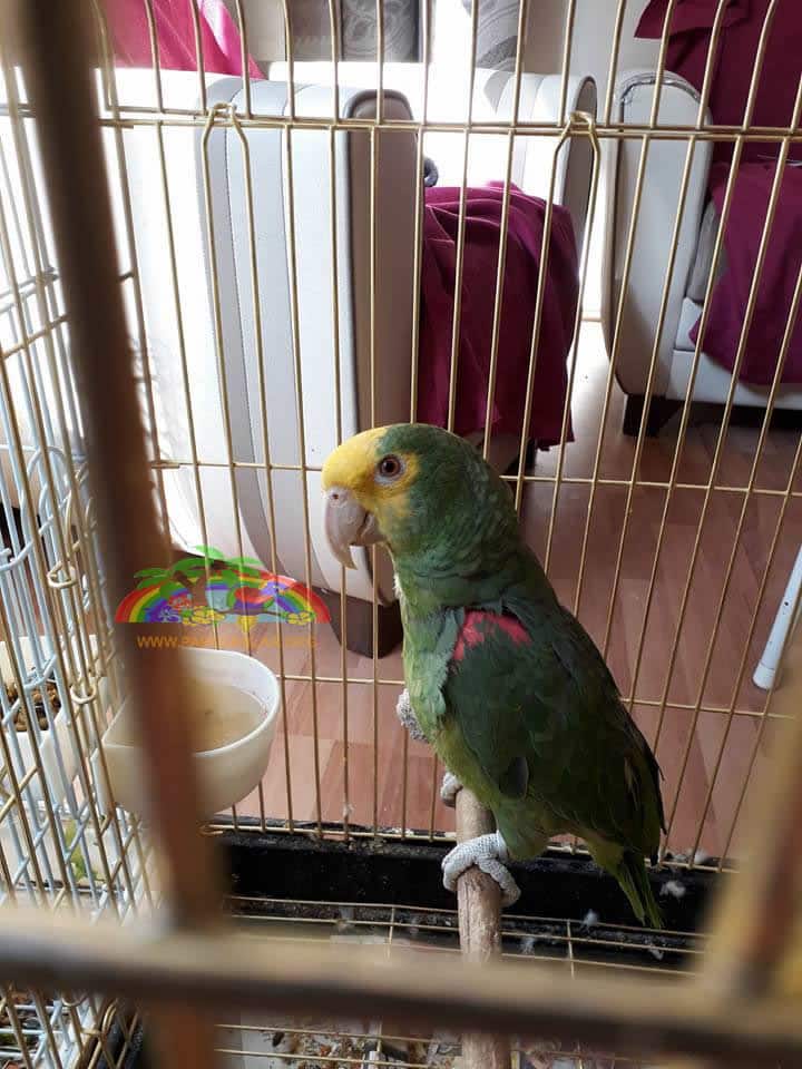Sarı Kafalı Amazon Papağanı