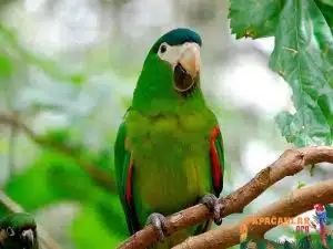Satılık Cüce Macaw