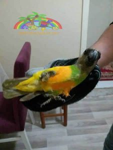 Senegal Papağanı
