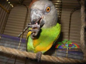 Senegal Papağanı Evcilleştirme