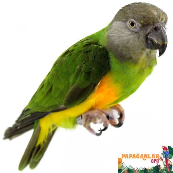 Information About the Senegalese Parrot