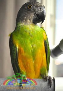 Senegal Papağanı Ötüşü