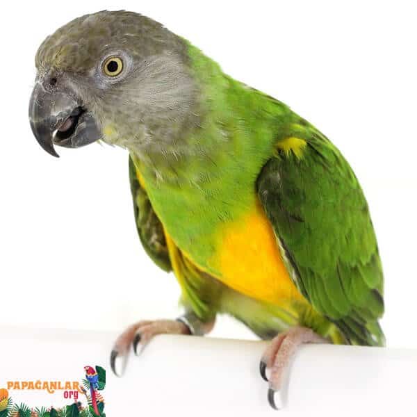 Senegalese Parrots