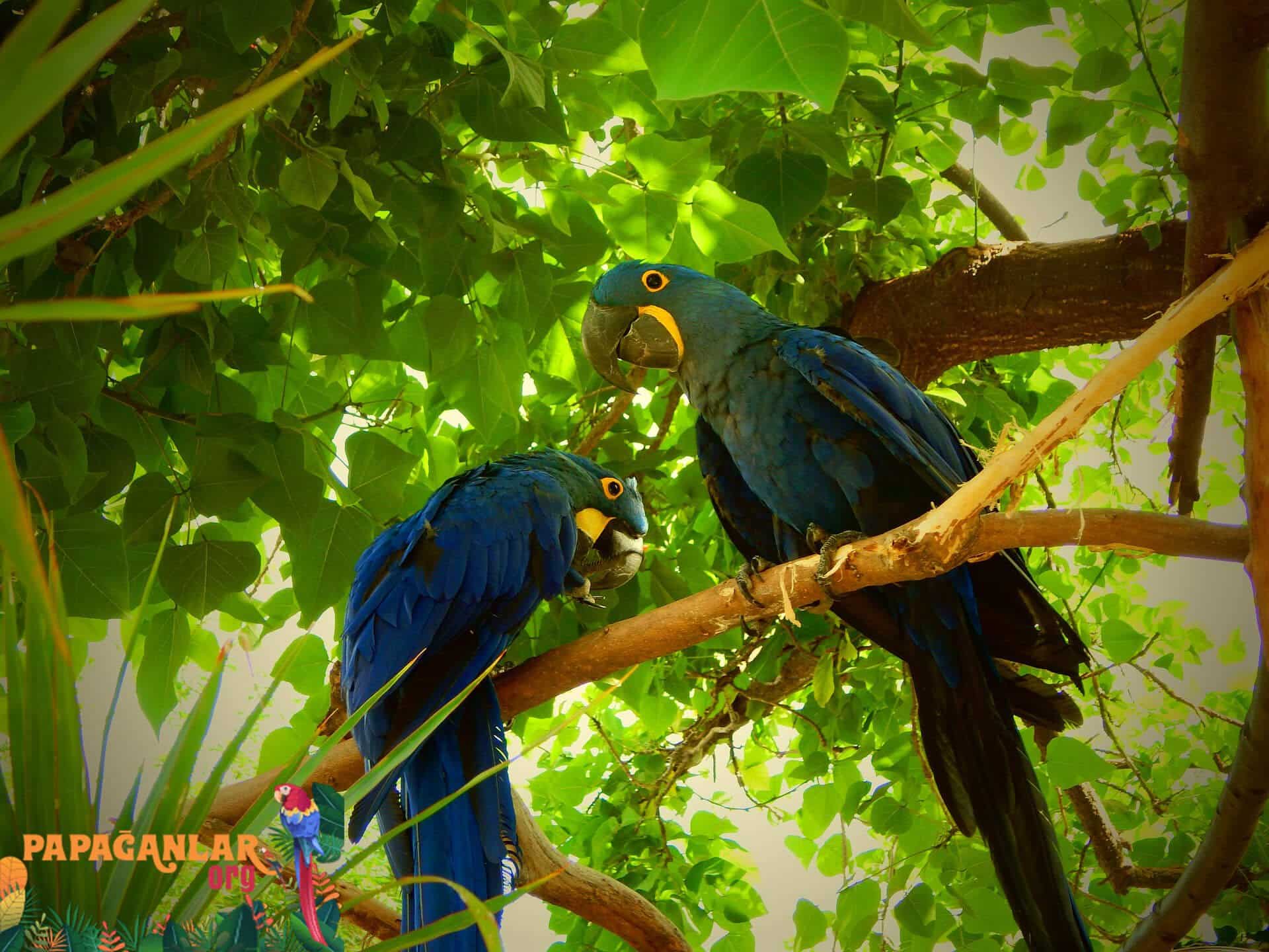 sümbül ara macaw