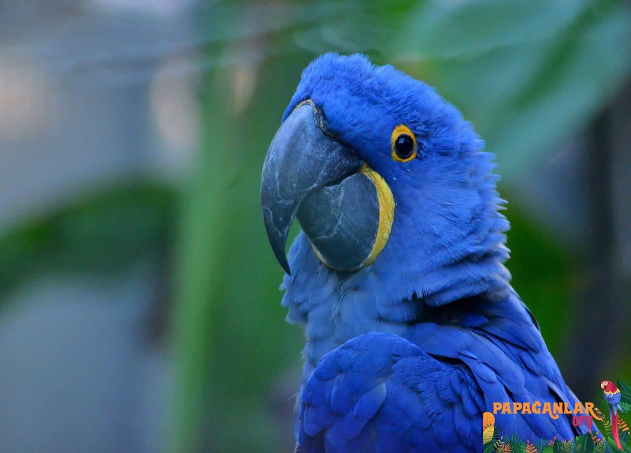 hyacinth macaw parrot