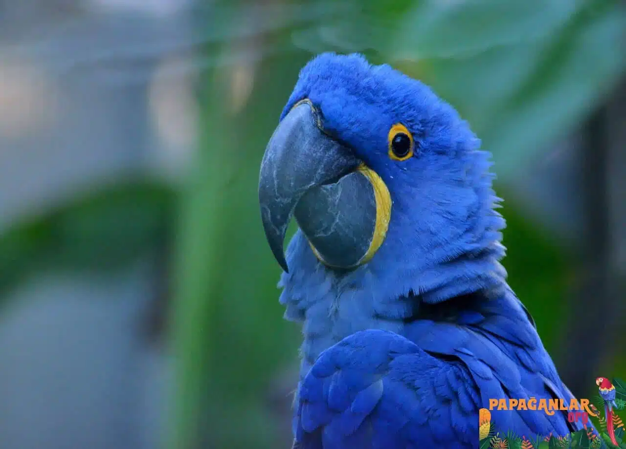 sümbül macaw papağanı