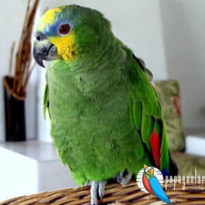 orange winged amazon parrot prices