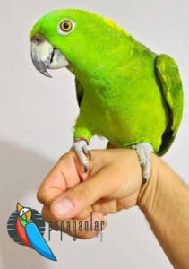 Yellow Naped Amazon For Sale