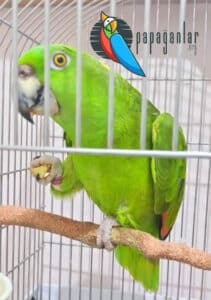 Yellow Naped Amazon Parrot Price
