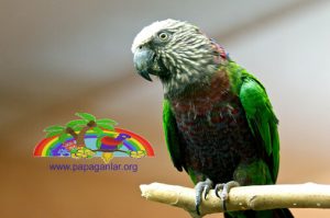 Yelpazeli Papağan Özellikleri ve Üreme Şekilleri Kuluçka Dönemleri