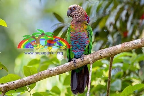 Fan Parrot Characteristics and Cage Life