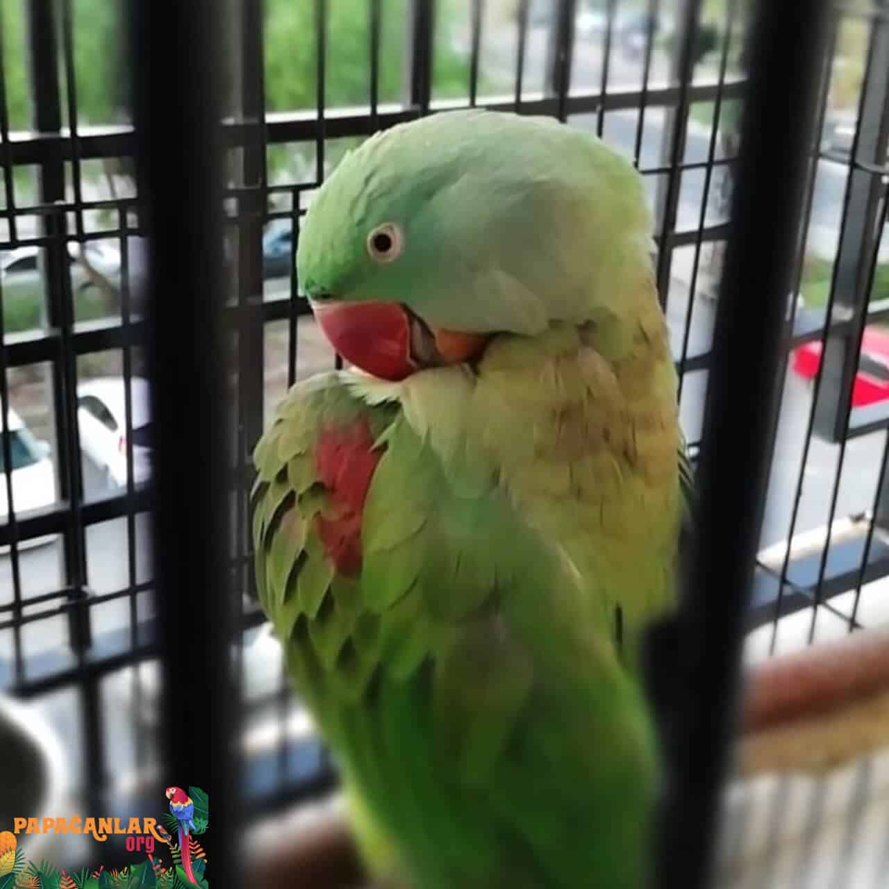 How long does an Alexander parrot live?