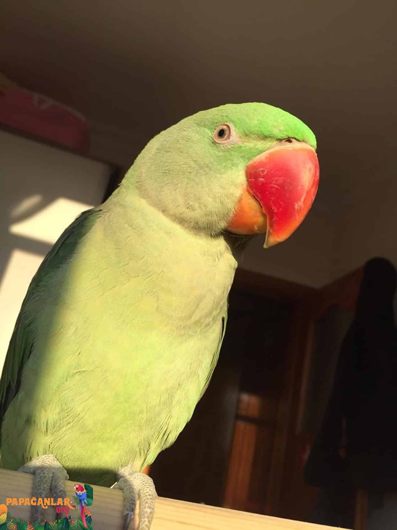 Alexander parrot speech training