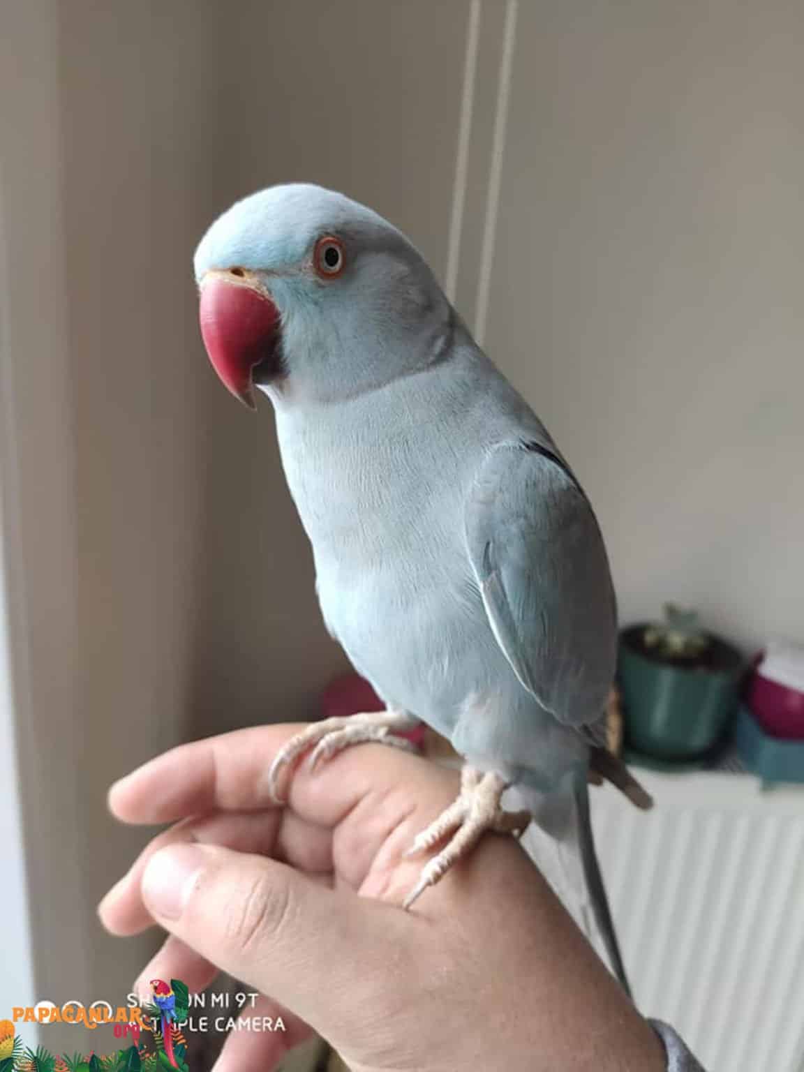 What Does the Alexander Parrot Eat How Many Years Lives and Prices